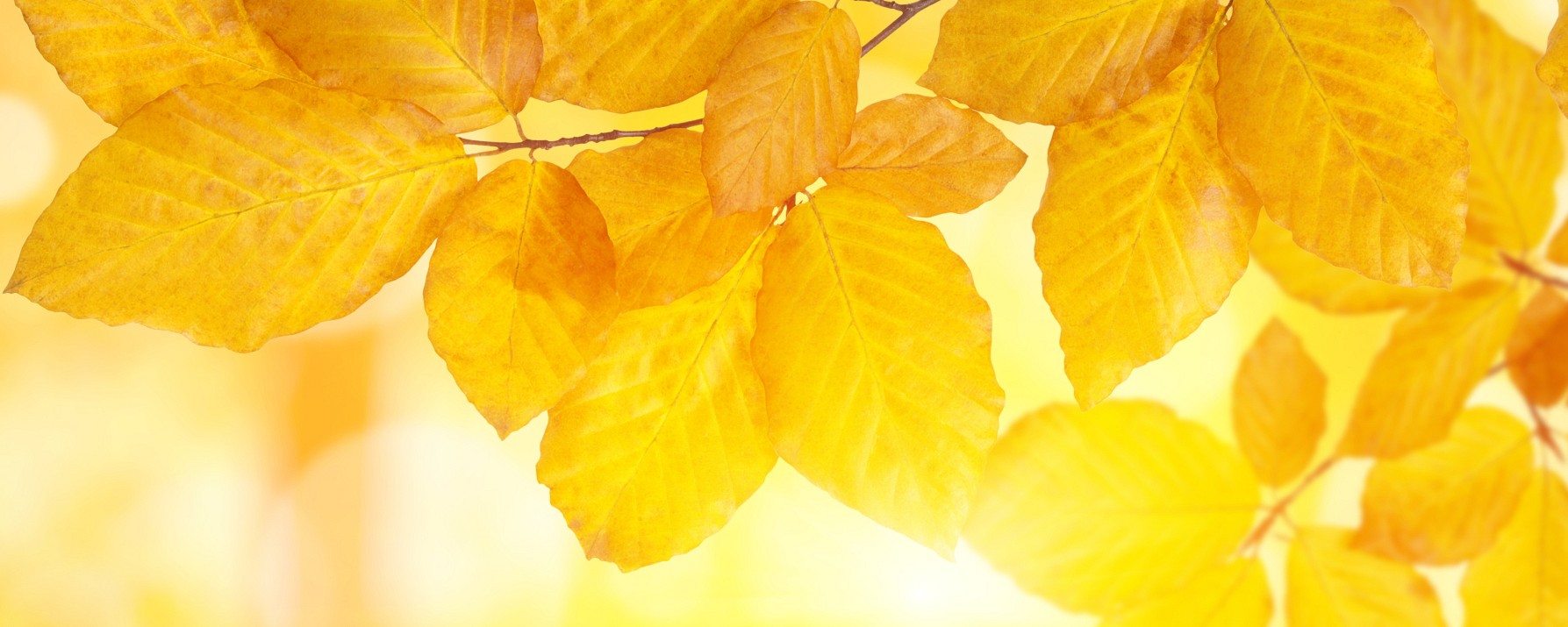 Maisematukku