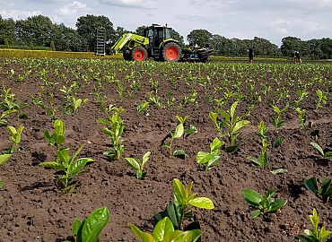 prunus planten claas met pootmachine