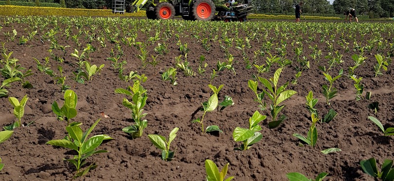 prunus planten claas met pootmachine